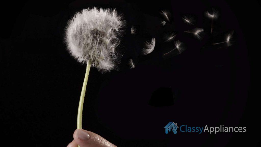 allergy flower dark background high res